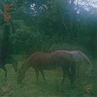 Allah-Las – LAHS